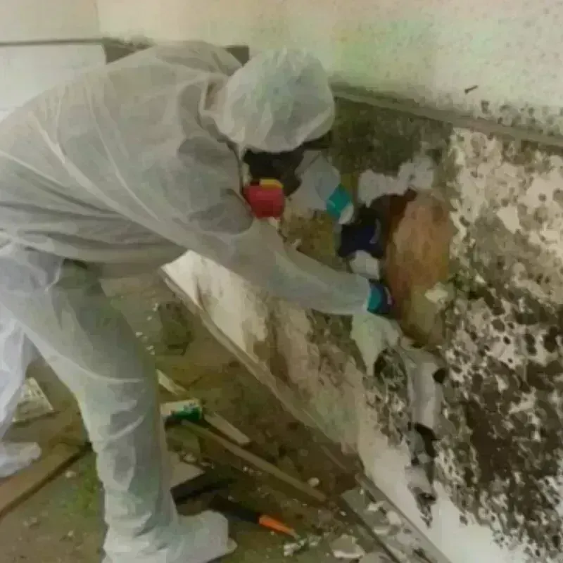 Mold Remediation and Removal in Ballard, UT